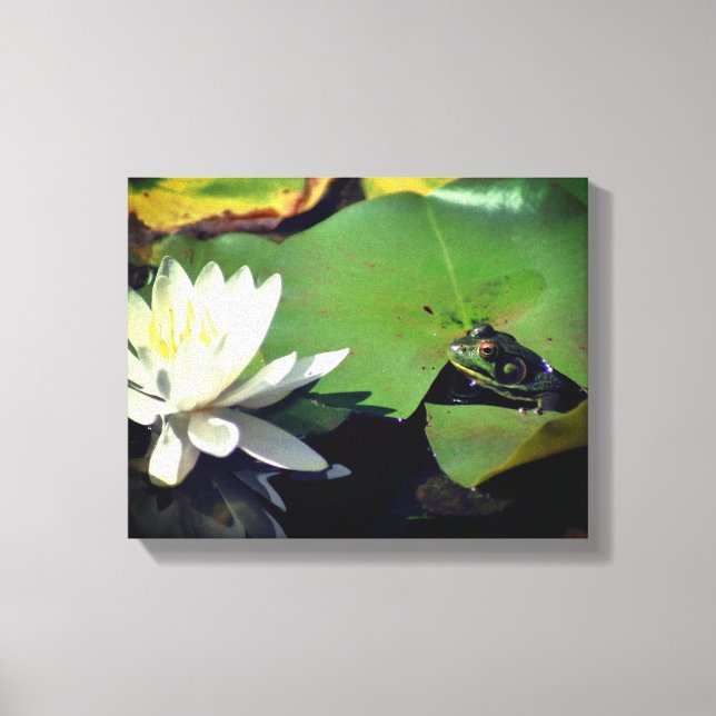 Frog Admiring Lotus Water Lily Flower Canvas Print (Front)