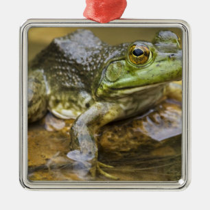 Frog along the Buffalo River, Mile 126 on the Metal Ornament