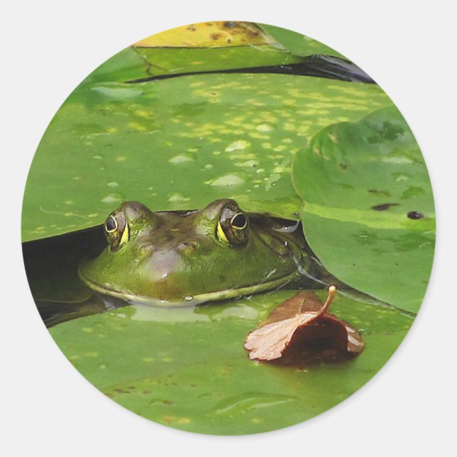 Frog and Lily Pads Classic Round Sticker (Front)