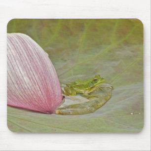 Frog and lotus flower petal, China, Mouse Pad