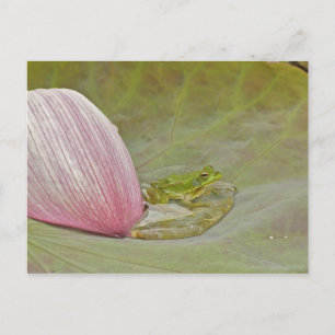 Frog and lotus flower petal, China, Postcard