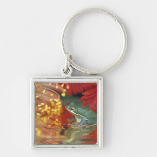 Frog and reflections among flowers. Credit as: Keychain