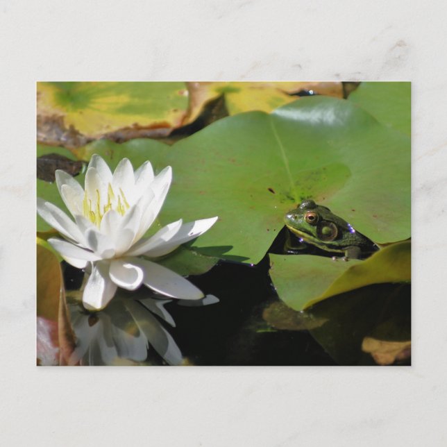 Frog And Water Lily Flower Nature Postcard (Front)