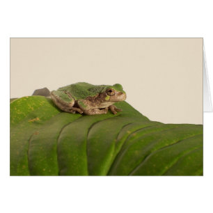 Frog Card, Frog on a Big Green Leaf