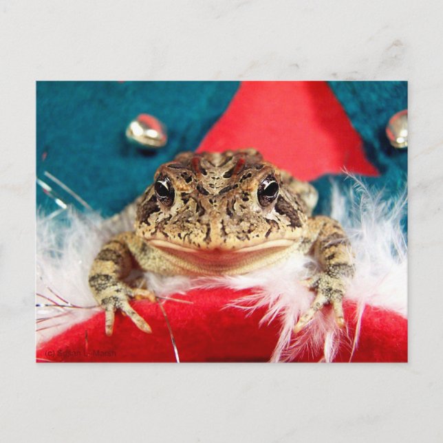 Frog Christmas , Tinsel, feathers, santa pattern Holiday Postcard (Front)