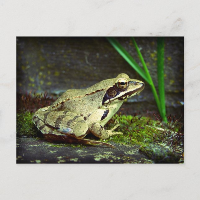 Frog close up / macro postcard (Front)