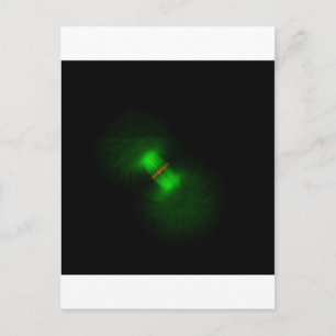 Frog eggs after fertilization postcard
