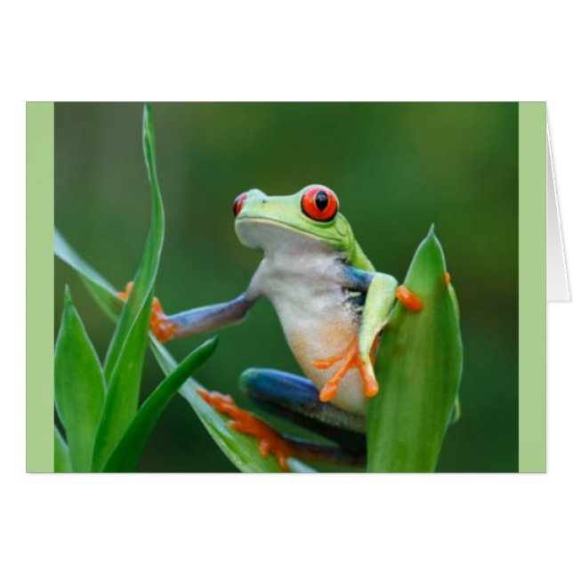 Frog Endangered Wildlife Series (Front Horizontal)