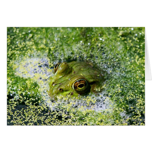 Frog Eyes (Front Horizontal)