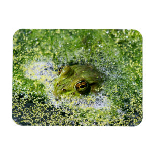 Frog Eyes in a Pond Magnet