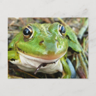 Frog Images Postcard