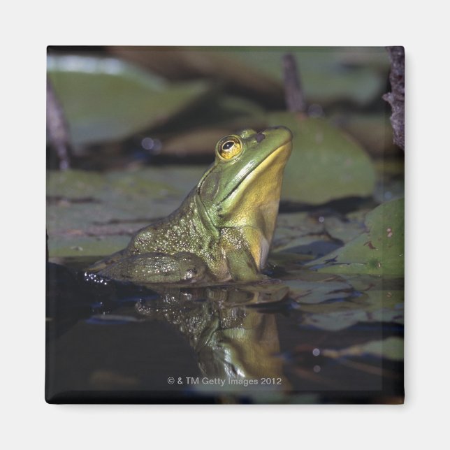Frog in a pond magnet (Front)