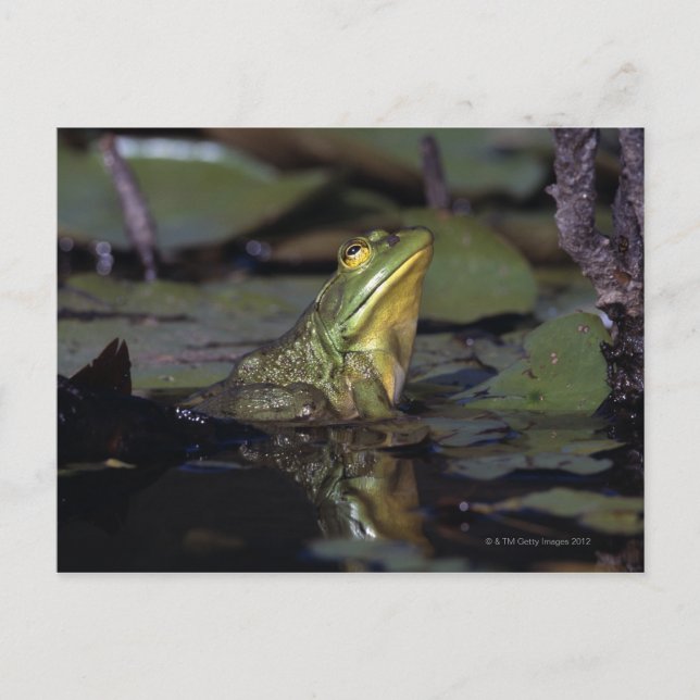 Frog in a pond postcard (Front)