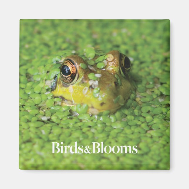 Frog in Green Algae Magnet (Front)