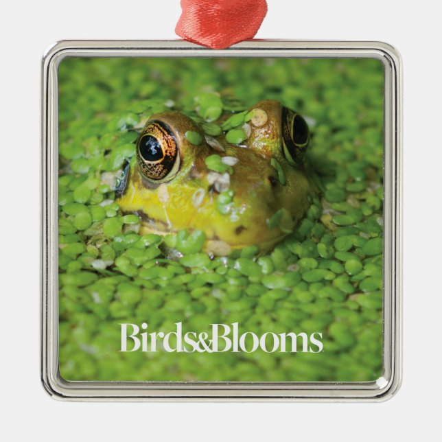 Frog in Green Algae Metal Ornament (Front)