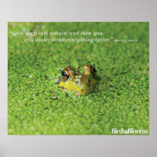 Frog in Green Algae Poster
