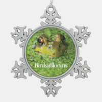 Frog in Green Algae