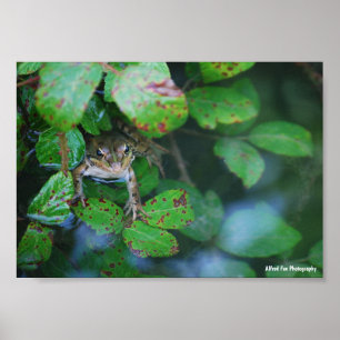Frog in Leafy Pond Poster