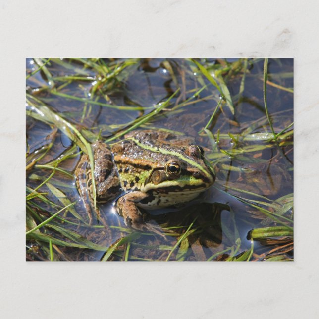Frog in river postcard (Front)