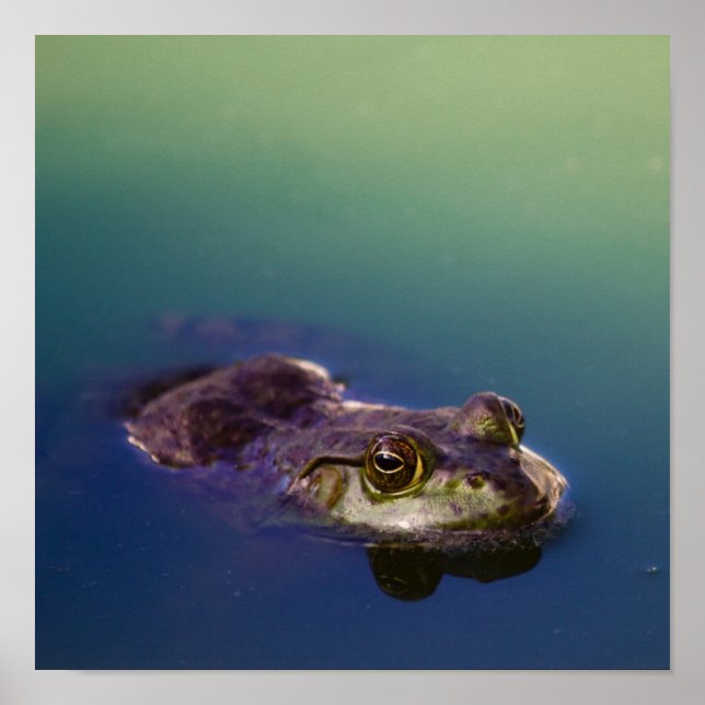 Frog in Water Green Frog Eyes Poster (Front)