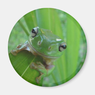 Frog Magnet