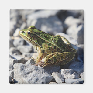 Frog magnet