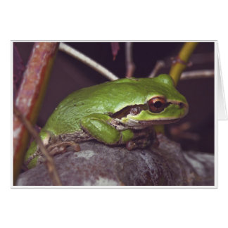 Frog Meditation