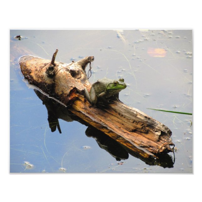 Frog On a Log Photo Print (Front)