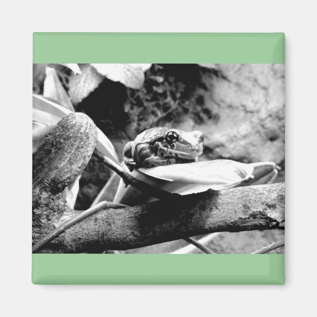 Frog on Leaf B+W Magnet (Front)