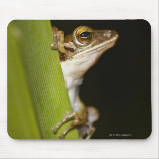 Frog on leaf in profile mouse pad