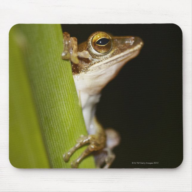 Frog on leaf in profile mouse pad (Front)