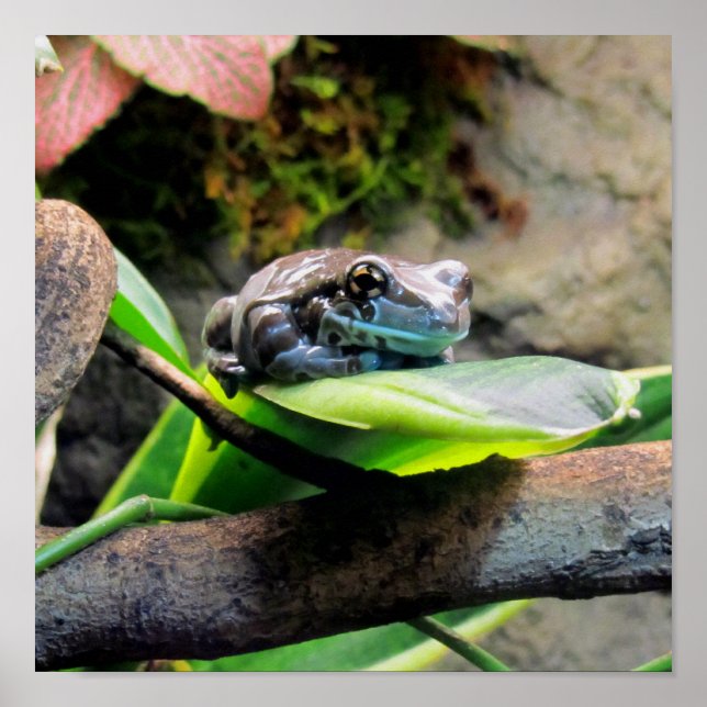 Frog on Leaf Poster (Front)