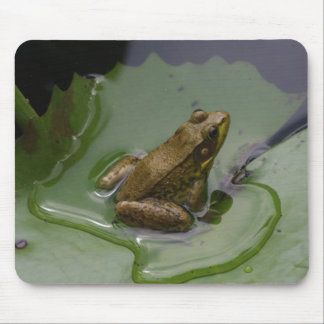Frog on Lily Pad Mouse Pad