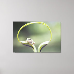 Frog on plant stem, Biei, Hokkaido, Japan Canvas Print