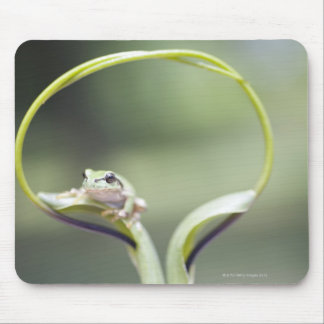 Frog on plant stem, Biei, Hokkaido, Japan Mouse Pad