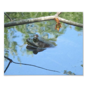 Frog Photo Print