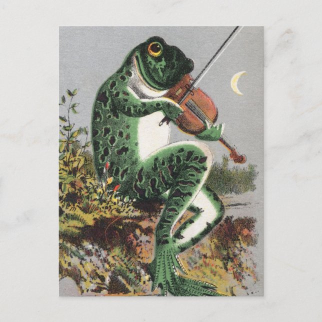 Frog Playing the Violin Vintage Postcard (Front)