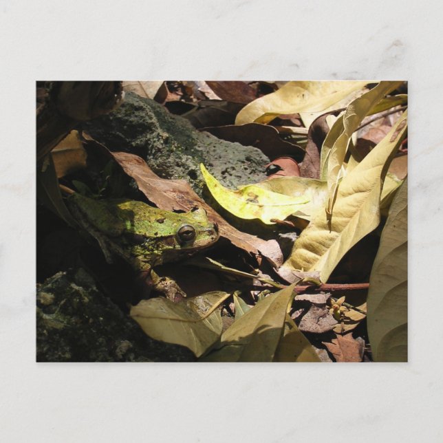 Frog Postcard (Front)