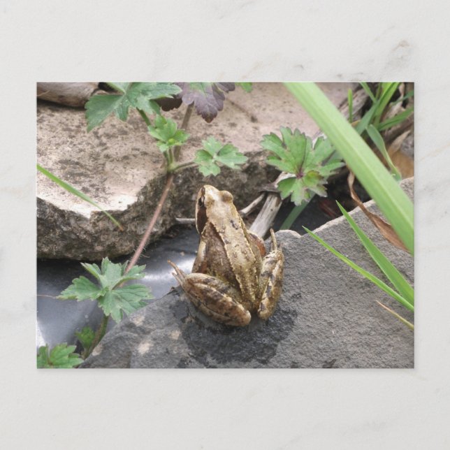 Frog Postcard (Front)