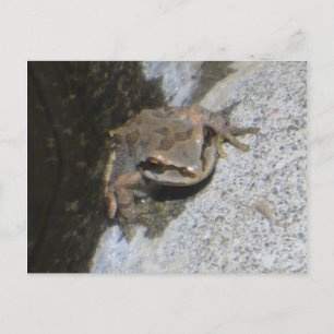 Frog postcard