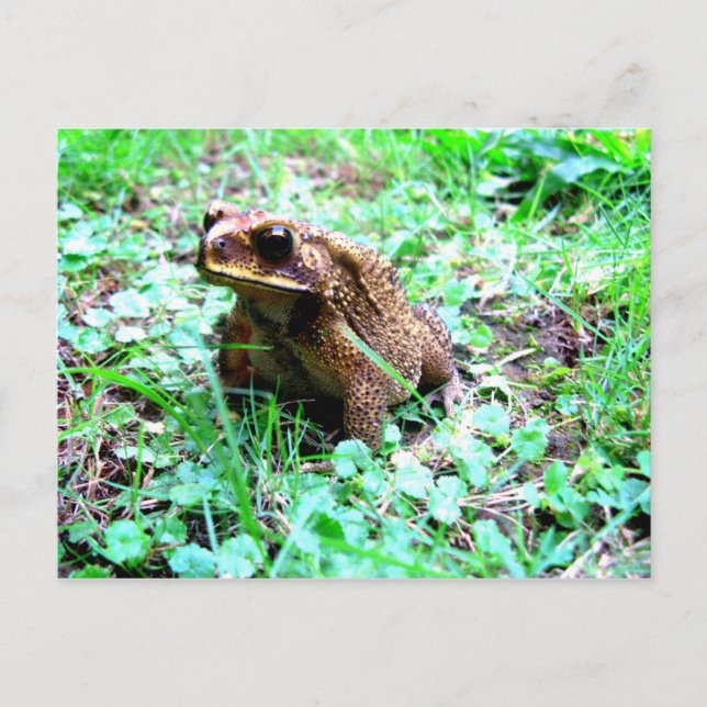 Frog Postcard (Front)