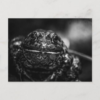 Frog Postcard