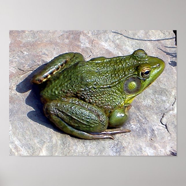 Frog poster (Front)