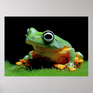 Frog Poster