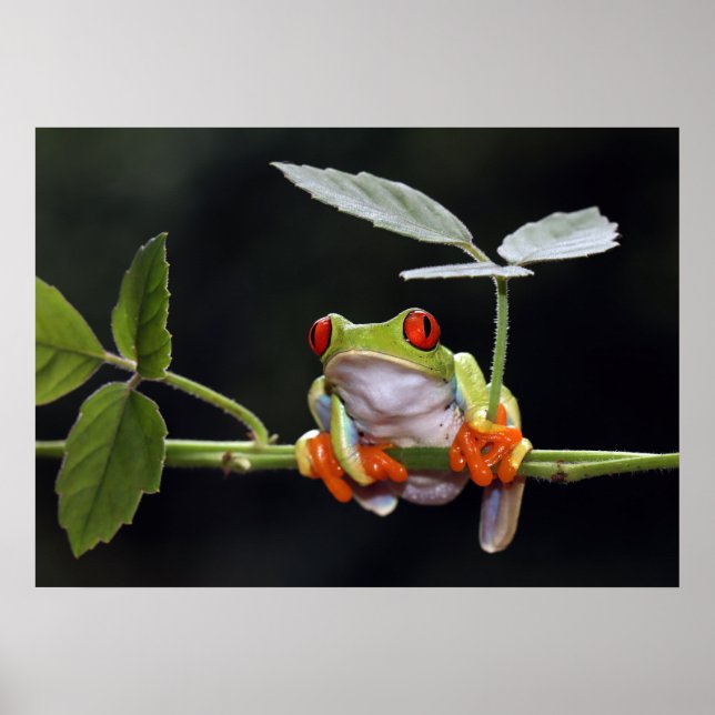 Frog Poster (Front)