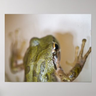 Frog Poster 2