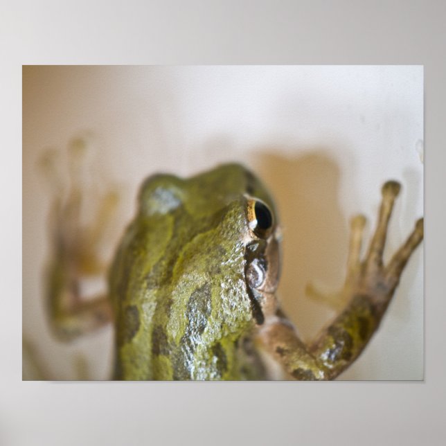 Frog Poster 2 (Front)