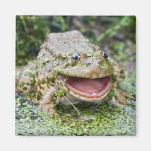 Frog Prince Magnet