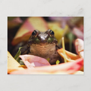 Frog Princess Postcard