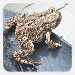 Frog Square Sticker